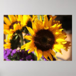 Sonnenblume Plakat