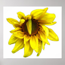 Sonnenblume Plakatdrucke