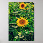 Sonnenblume Poster
