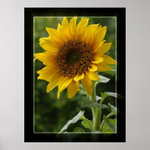 Sonnenblume Plakatdrucke
