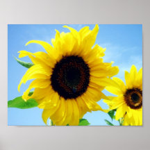 Sonnenblume Plakat