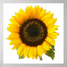 Sonnenblume Posterdruck