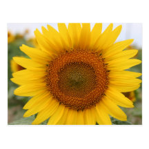 Sonnenblume Postkarte