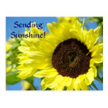 Sonnenblume-Postkarte, die SONNENSCHEIN SENDET! Ha