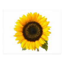 Sonnenblume Postkarten
