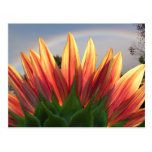 Sonnenblume-Regenbogen ~ Postkarte