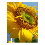 SONNENBLUME-SONNE-BLUMEN-POSTKARTEN-POSTKARTE