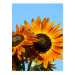 SONNENBLUME-SONNE-BLUMEN-POSTKARTEN-POSTKARTE