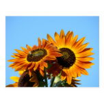 SONNENBLUME-SONNE-BLUMEN-POSTKARTEN-POSTKARTE