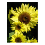 SONNENBLUME-SONNE-BLUMEN-POSTKARTEN-POSTKARTE