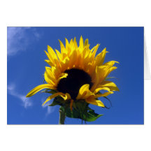 Sonnenblume-Sonnenaufgang-Karten
