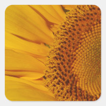 Sonnenblume und Bedeutung Aufkleber