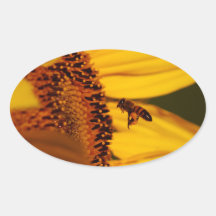 Sonnenblume und Bedeutung Ovaler Aufkleber