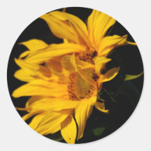 Sonnenblume und Bedeutung Runder Aufkleber