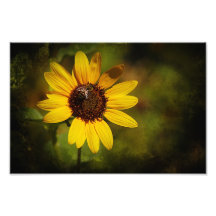 Sonnenblume und Biene Fotos