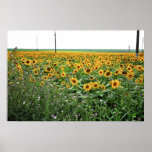 Sonnenblumefeld Plakat