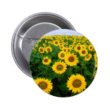 Sonnenblumen Anstecknadelbutton