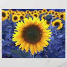 Sonnenblumen Flyer