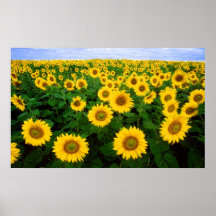 Sonnenblumen für immer posterdruck