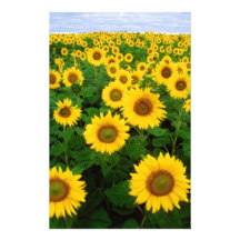 Sonnenblumen Individuelles Druckpapier