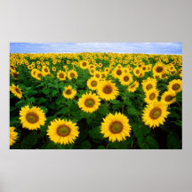 Sonnenblumen Plakatdruck