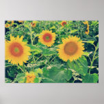 Sonnenblumen Plakatdrucke