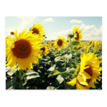 Sonnenblumen postkarten