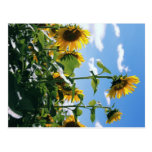 Sonnenblumen postkarten