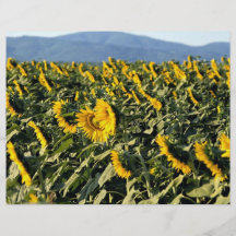 Sonnenblumen, Toskana, Italien Flyerdesign