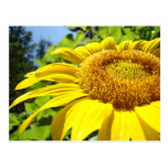 Sonnenblumepostkarten fertigen Text Sun-Blumen bes