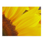 Sonnenblumesun-Postkarte
