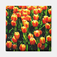 Sonnenschein-Tulpen Magnete