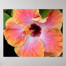 Sonnenuntergang-Hibiskus Plakatdrucke
