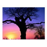 Sonnenuntergang und Baum, Richmond-Park, London, E Postkarte