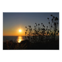 Sonnenuntergang und Karde in Dorset Photographischer Druck