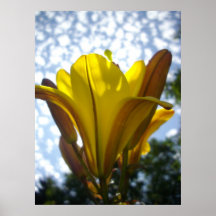 Sonnige Blume Poster