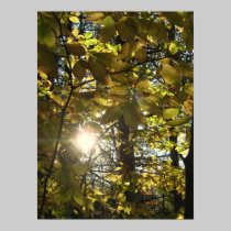 Sonnige Buche poster