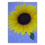 Sonnige Sonnenblume auf blauem Hintergrund Grußkarten