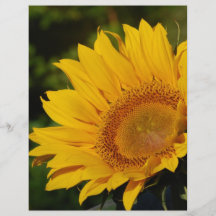 Sonnige Sonnenblume und Bedeutung Flyerdruck