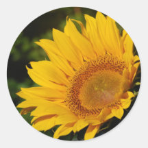 Sonnige Sonnenblume und Bedeutung Runder Aufkleber