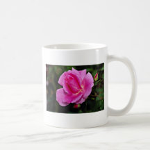 Sorglose Schönheits-Strauch-Rose "Bucbi" weiße Blu Tasse