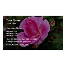 Sorglose Schönheits-Strauch-Rose "Bucbi" weiße Blu Visitenkarten Vorlagen