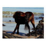 South Devon Beach Dartmoor Pony Biteing Tale postkarten