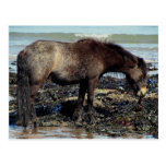 South Devon Beach Dartmoor Pony Enjoying Seaweed postkarten