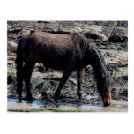 South Devon Beach Wet Looking Dartmoor Pony postkarten