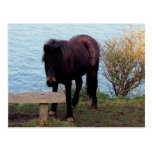 South Devon Coast Dartmoor Pony At Bench postkarten
