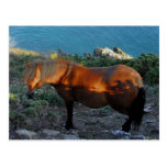 South Devon Coast Dartmoor Pony Summer Evening postkarten