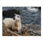 South Devon Coast Sheep On Rocks Looking postkarten