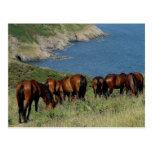 South Devon Coastline Dartmoor Ponies Grazeing postkarten