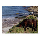 South Devon Dartmoor Pony Grazeing Near Beach Postcards